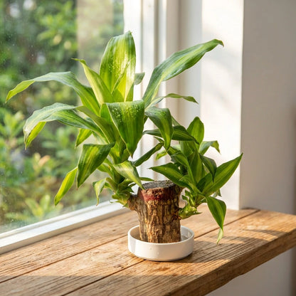 Brazilian Lucky Wood Decor