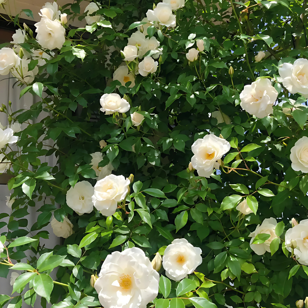 Elegant Climbing Rose Flower seeds