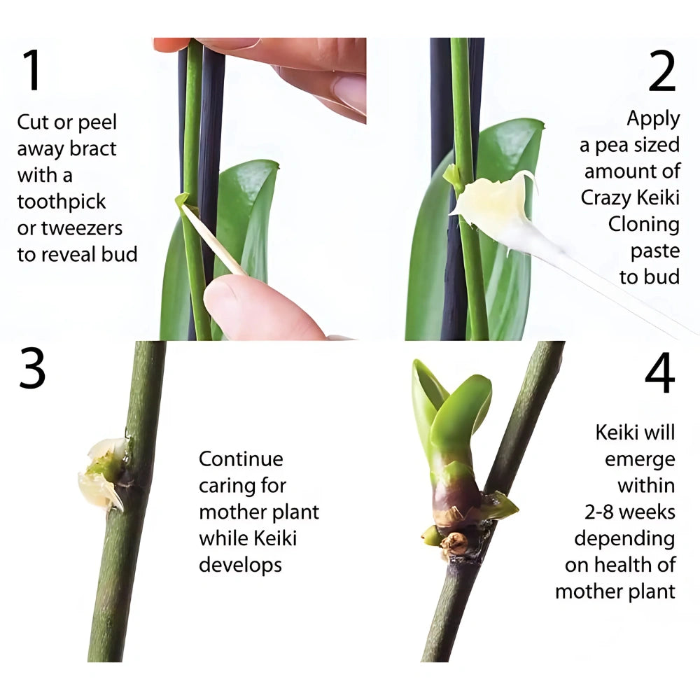 Crazy Keiki Plant Cloning Paste