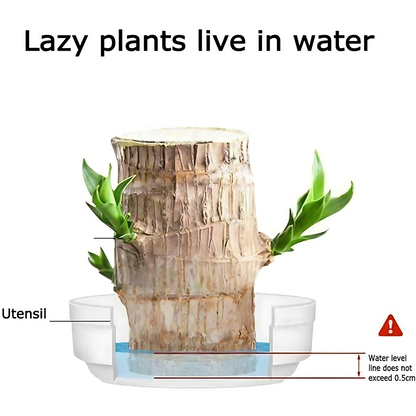 Brazilian Lucky Wood, Mini Home Plant Decorations (Pack of 2)