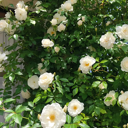 Elegant Climbing Rose Flower Seeds