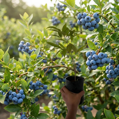 Giant Blueberry Fruit Seeds
