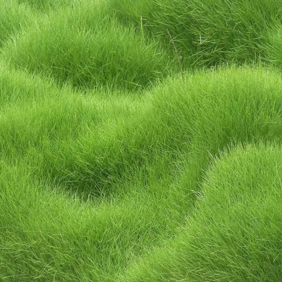 Grass Seeds Hybrid