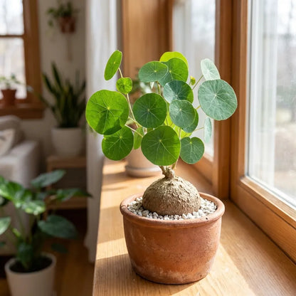 Stephania Erecta Plant