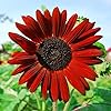 Mix Flower Seeds (Pack of 100 Seeds)