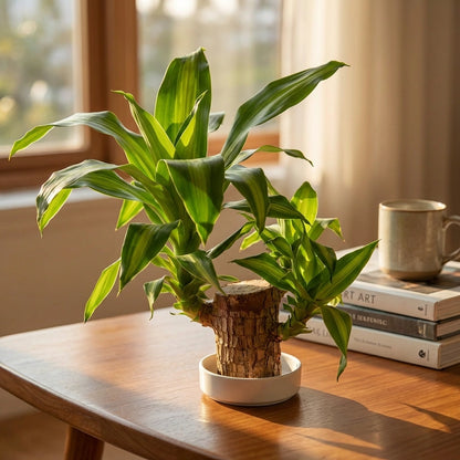 Brazilian Lucky Wood Decor