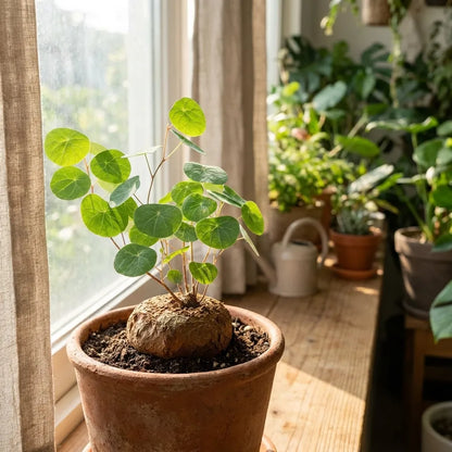 Stephania Erecta Plant
