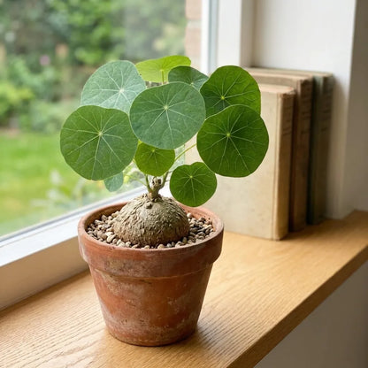Stephania Erecta Plant