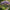 Cascading Flower Seed Mix