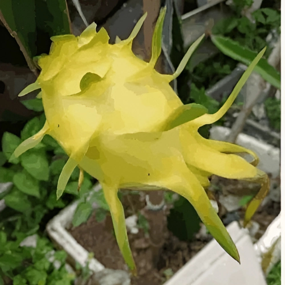 Rainbow Dragon Fruit Seeds