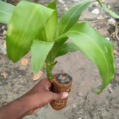 Brazilian Lucky Wood, Mini Home Plant Decorations (Pack of 2)