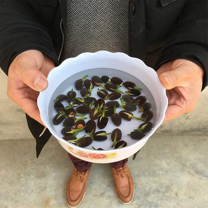 Bonsai lotus flower seeds