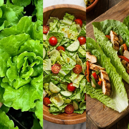 Organic Lettuce Seeds – Pack of 20