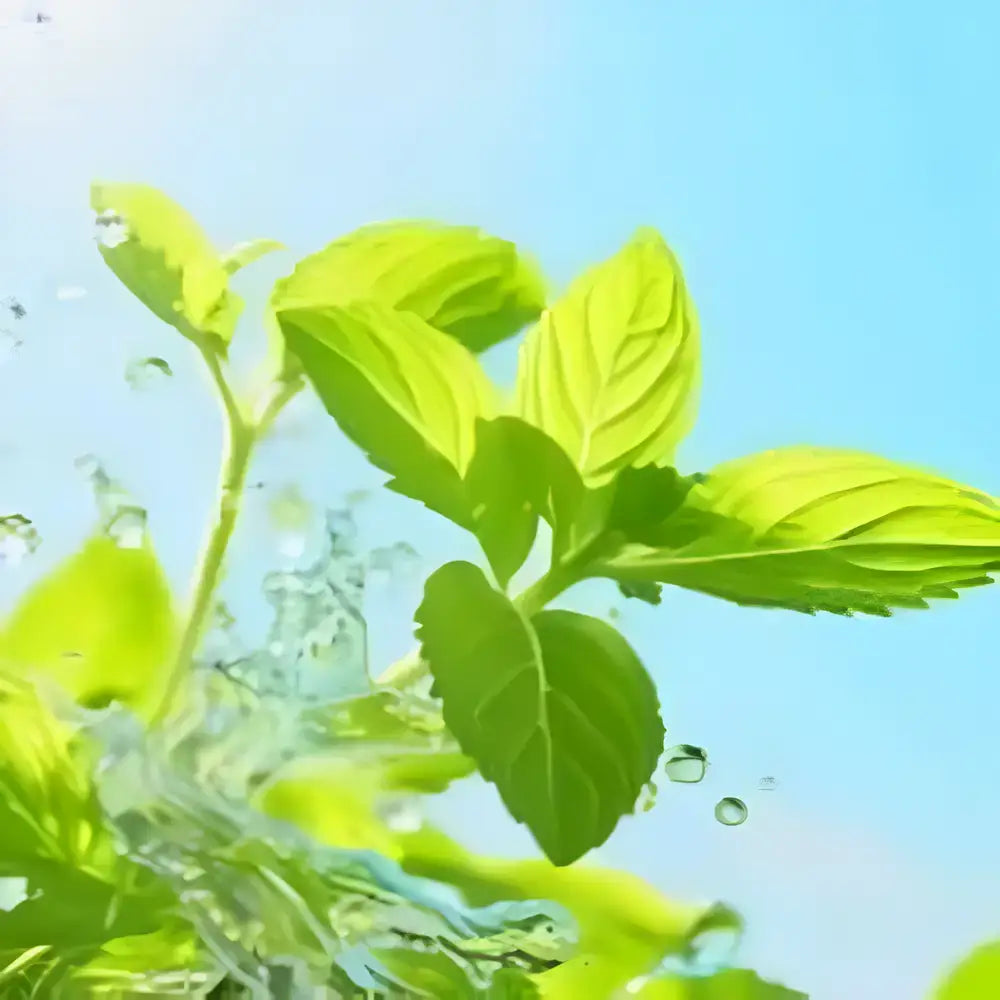 Gourmet Ornamental Mint Seeds