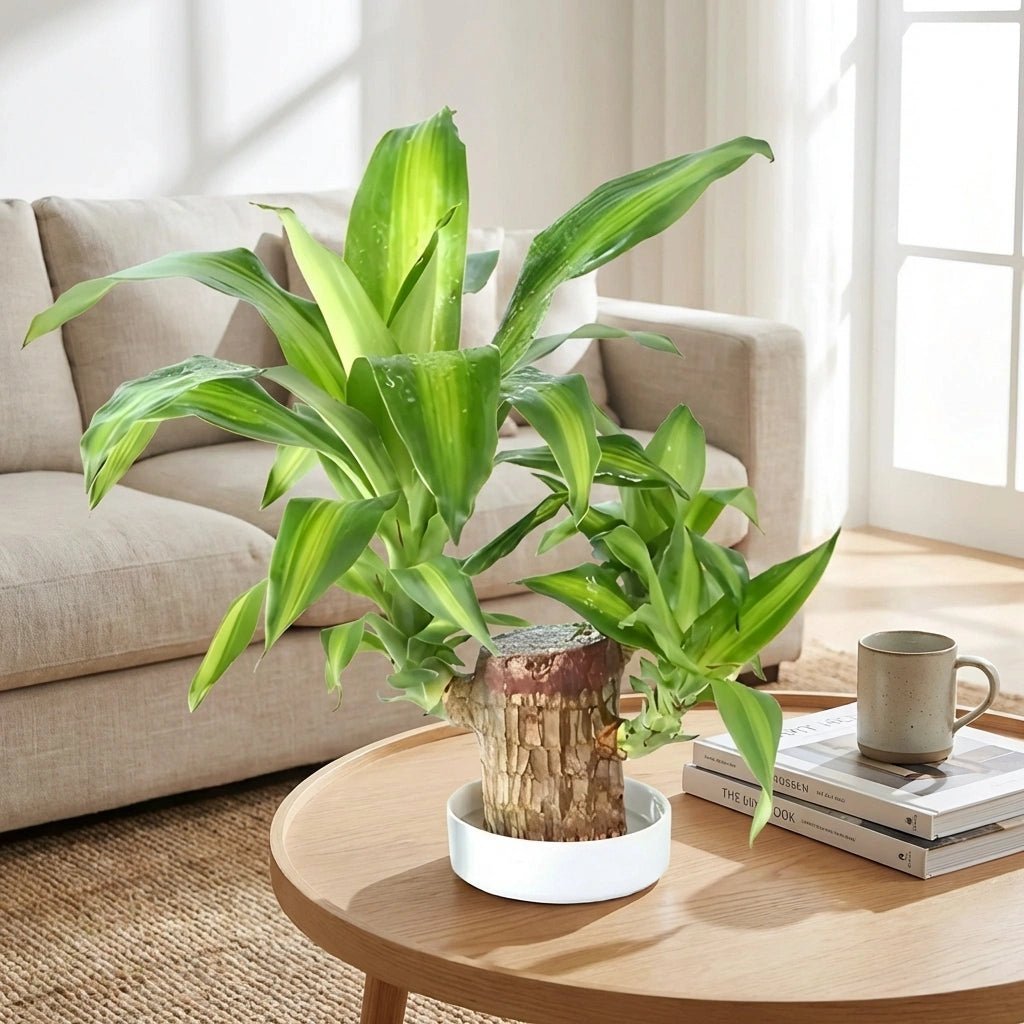 Brazilian Lucky Wood Decor