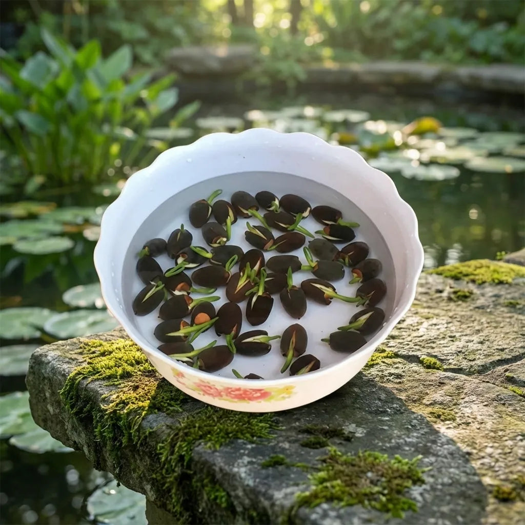 Premium Flower seeds