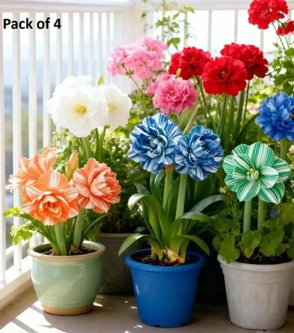 Daffodil Bulbs Pack of 4