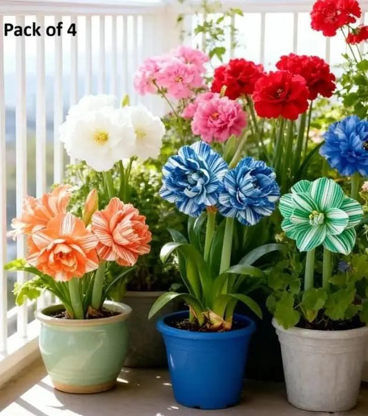 Daffodil Bulbs Pack of 4
