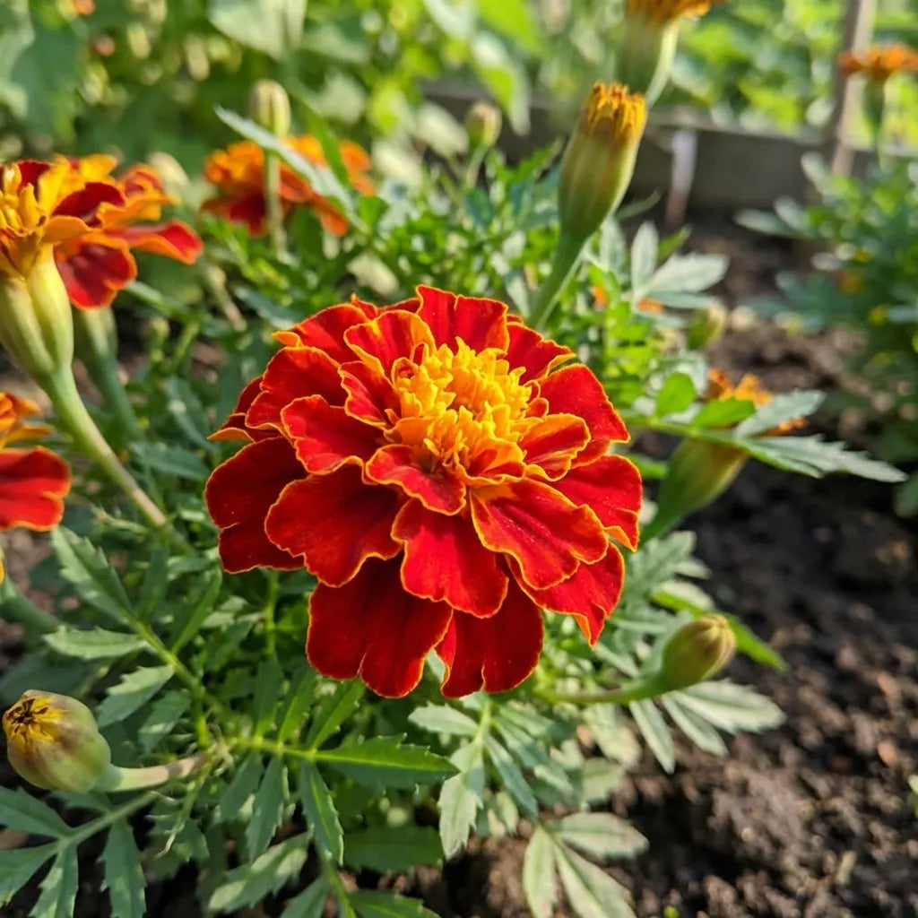Vibrant French Marigold Seeds