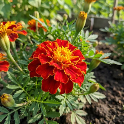 Vibrant French Marigold Seeds