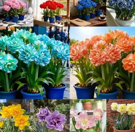 Daffodil Bulbs Pack of 4