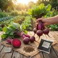 Beetroot Seeds (Free Organic Pot Mix 100 gm)