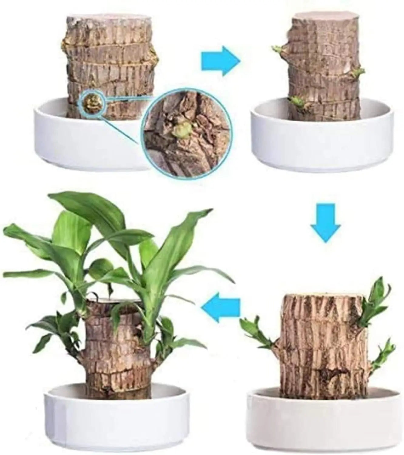 Brazilian Lucky Wood Mini Home Plant Decorations (Pack of 2)