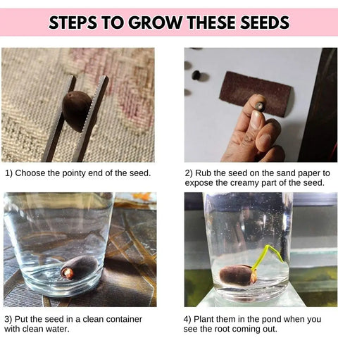 Premium Flower seeds