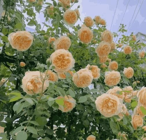 elegant climbling rose flower seeds