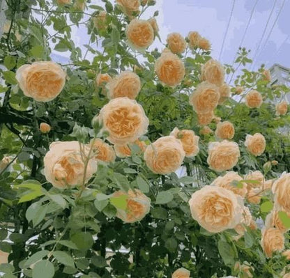 elegant climbling rose flower seeds