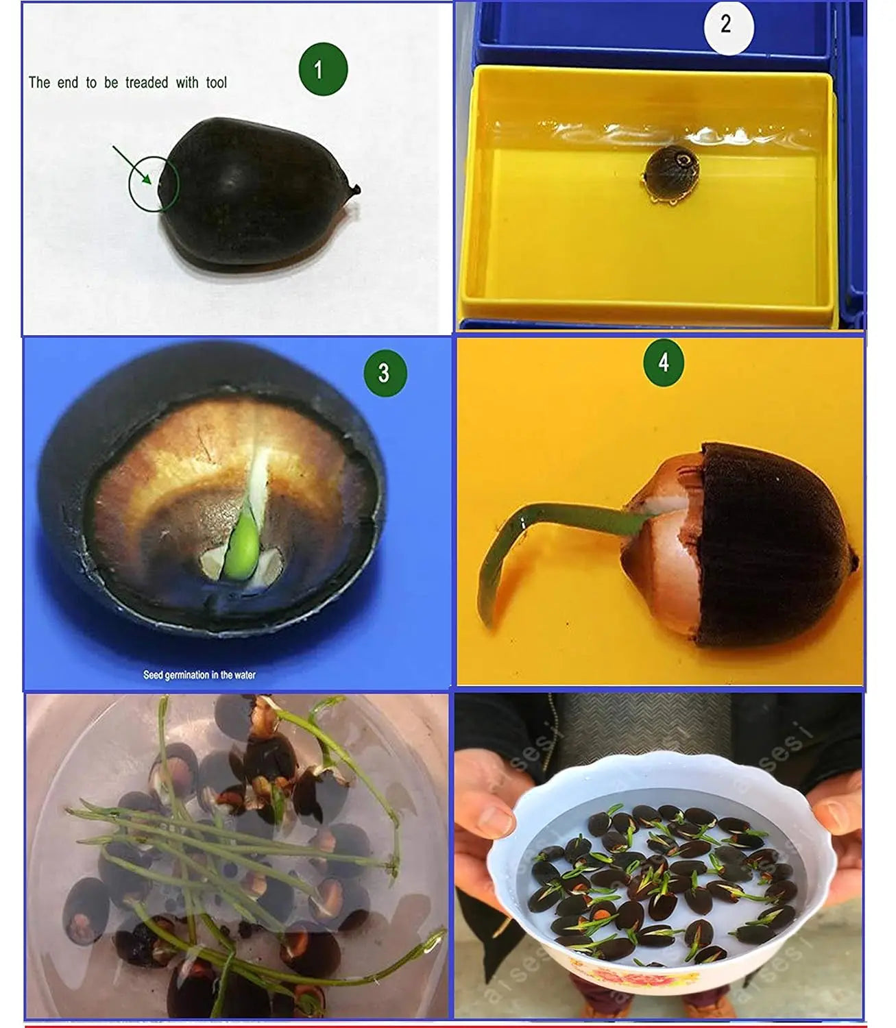 Bonsai lotus flower seeds
