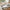11-Piece Dinner Set with Donga