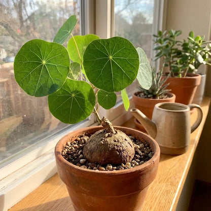 Stephania Erecta Plant