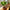 Stephania Potted Erecta Plant
