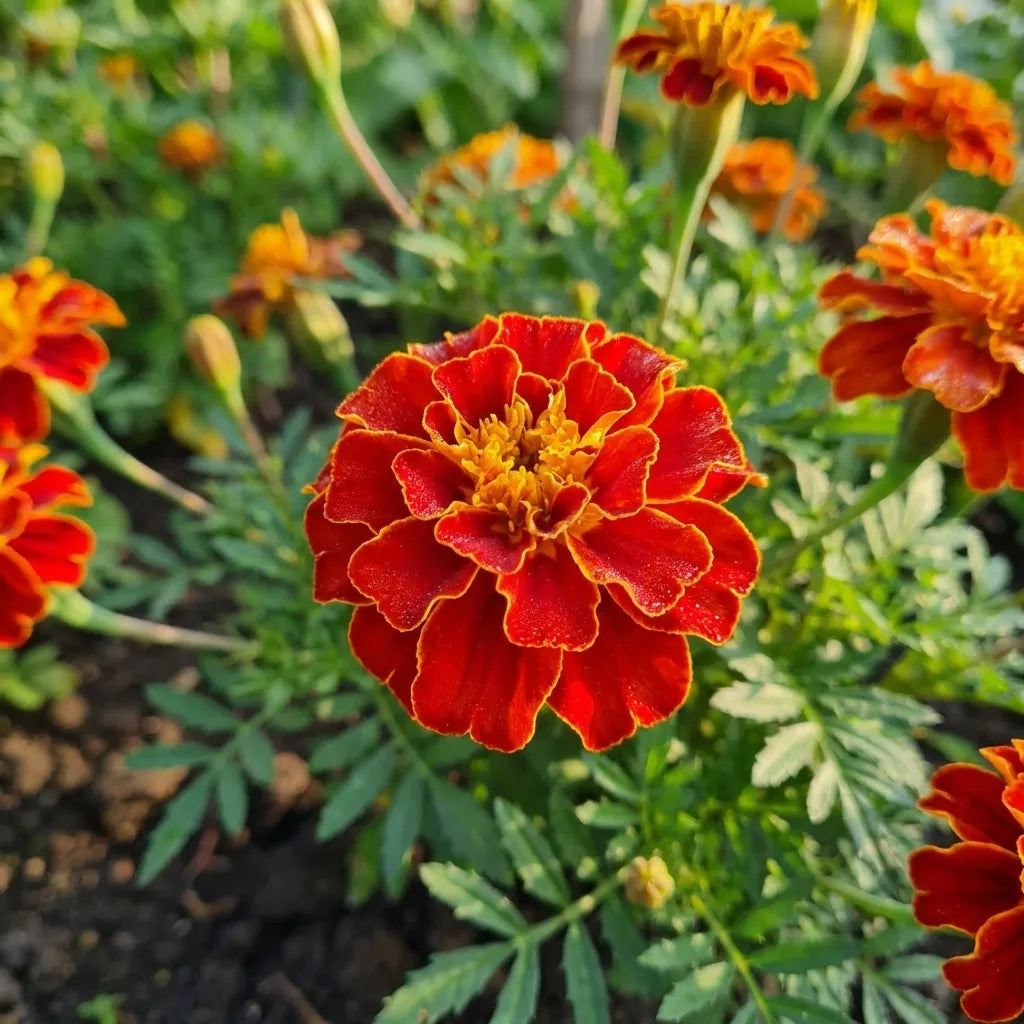 Vibrant French Marigold Seeds