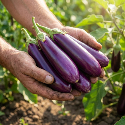 Giant Eggplant Seeds