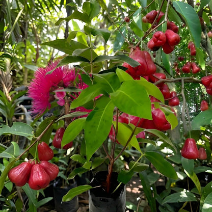 Thai Wax Apple Seeds