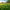 Home Gardening Lawn Grasses