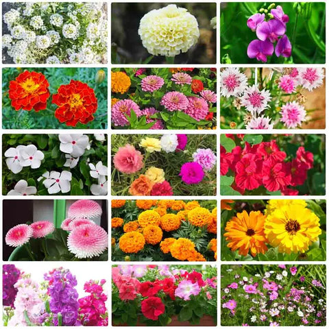 Mix Flower Seeds (Pack of 100 Seeds)