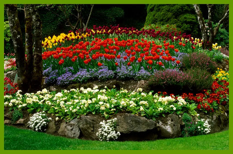 Mix Flower Seeds (Pack of 100 Seeds)