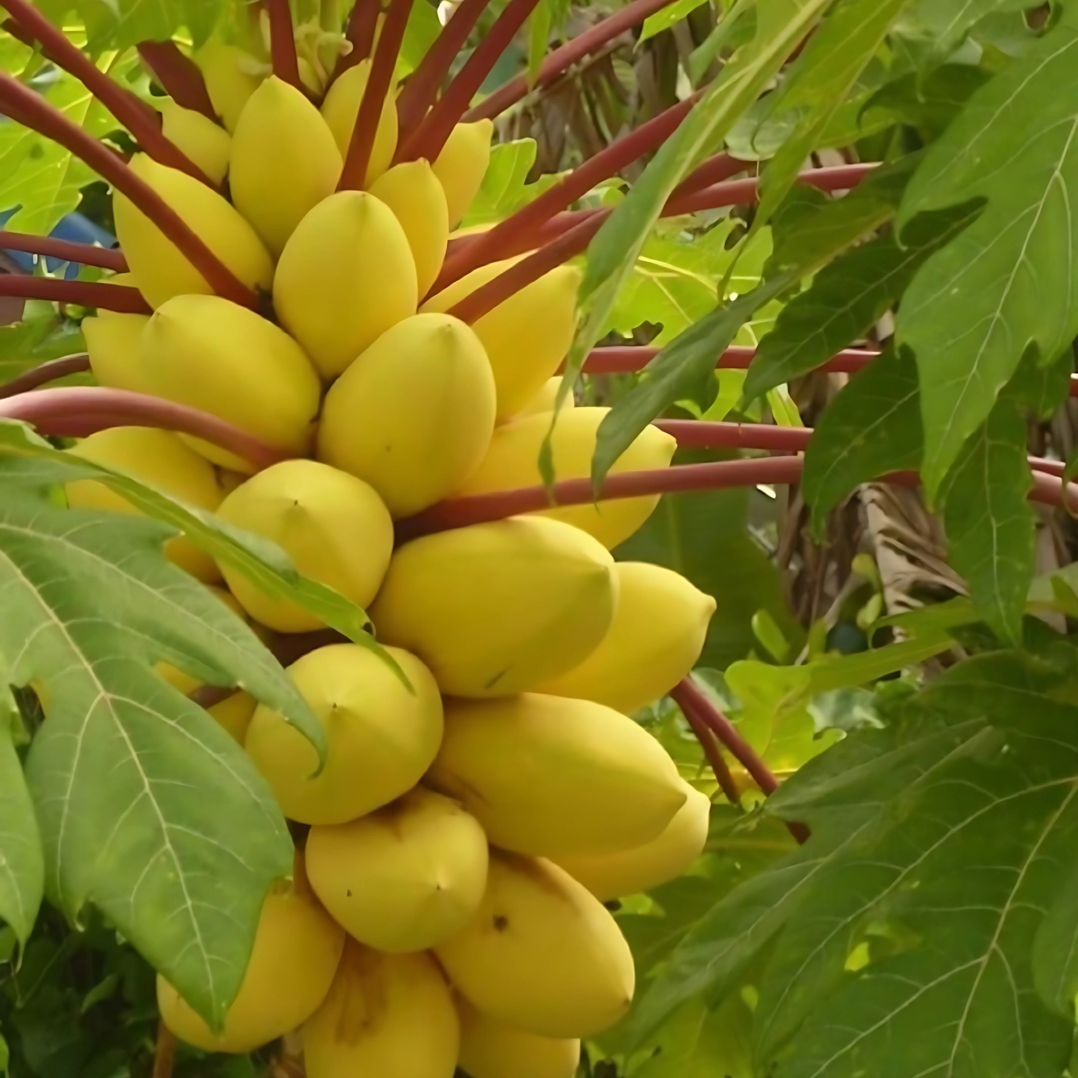 Premium Papaya Seeds