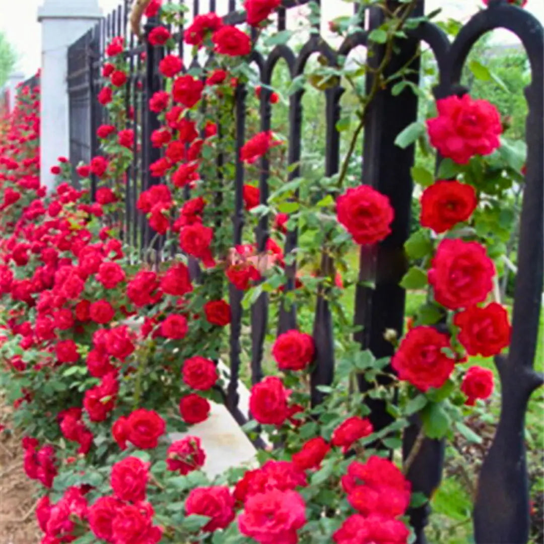 Climbing Rose Elegance