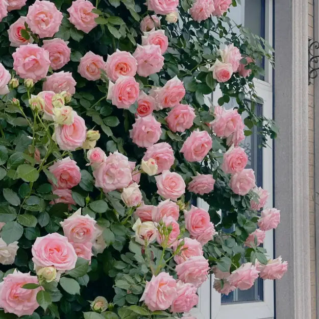 Elegant Climbing Rose Flower seeds