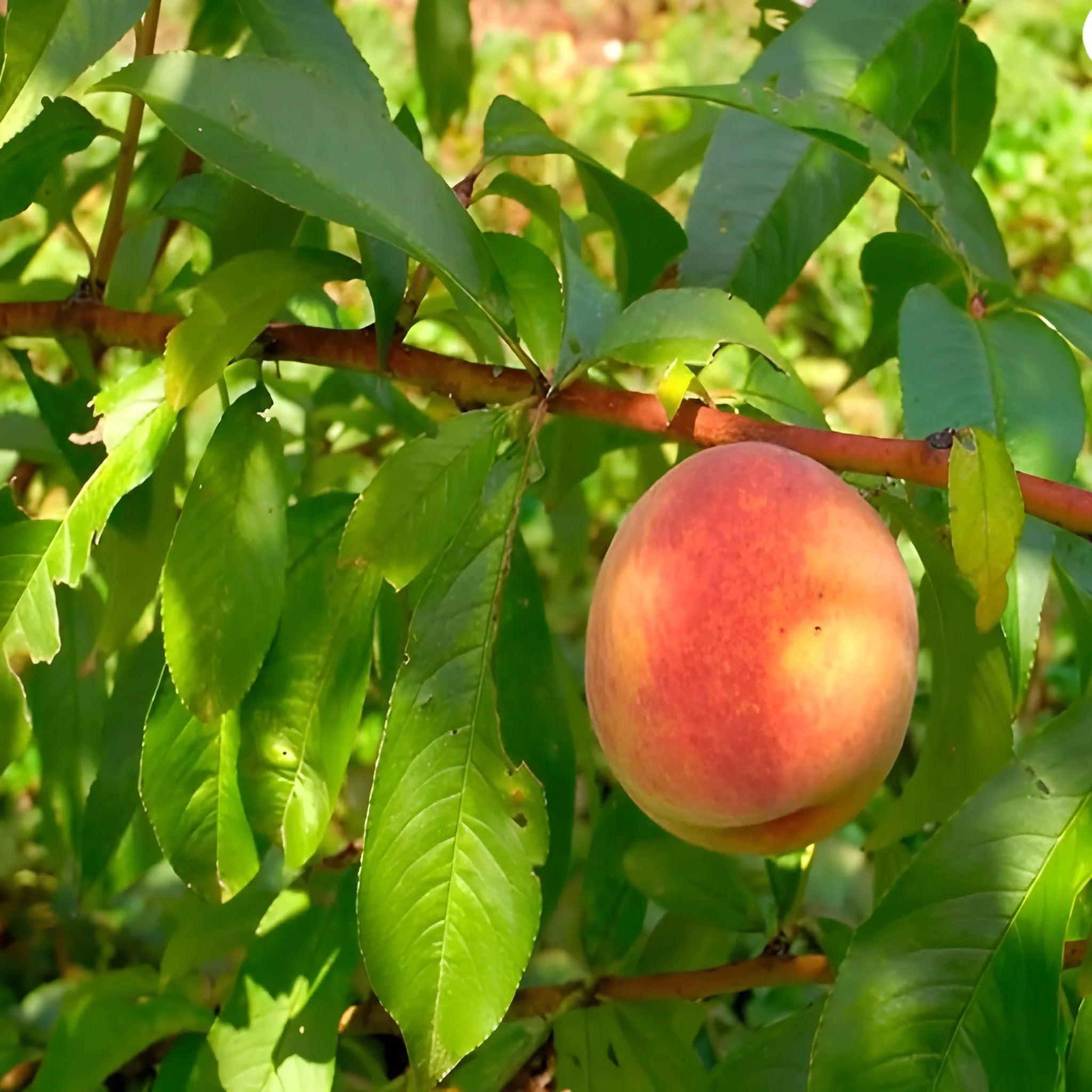 Juicy Peach Tree Seeds