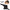 SPOSAFE Adjustable Shoulder & Back Support Belt