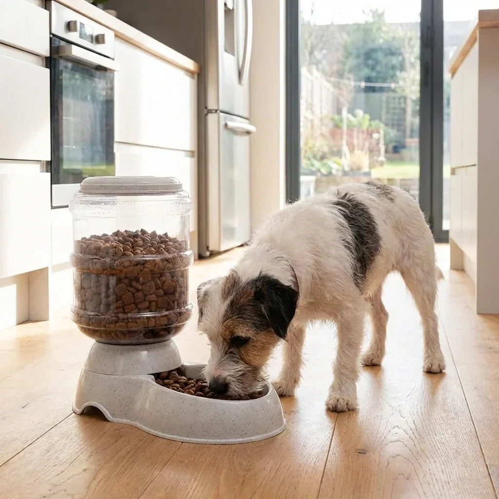 Best automatic pet food dispenser - feeders | 2026 | fast shipping