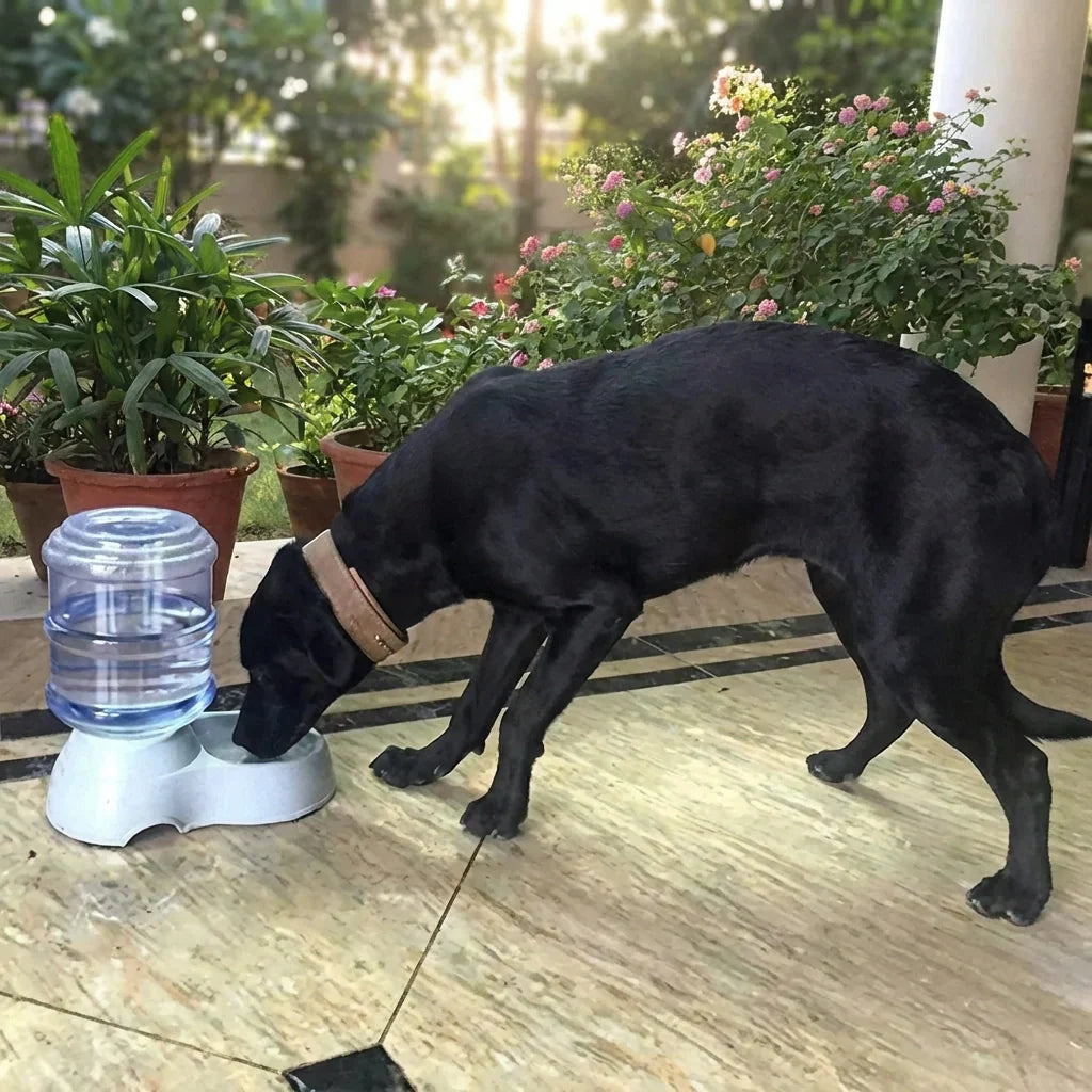 Best automatic pet water dispenser - dispensers | 2026 | fast shipping