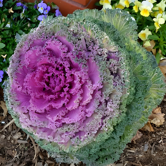Autumn Mix Kale Seeds