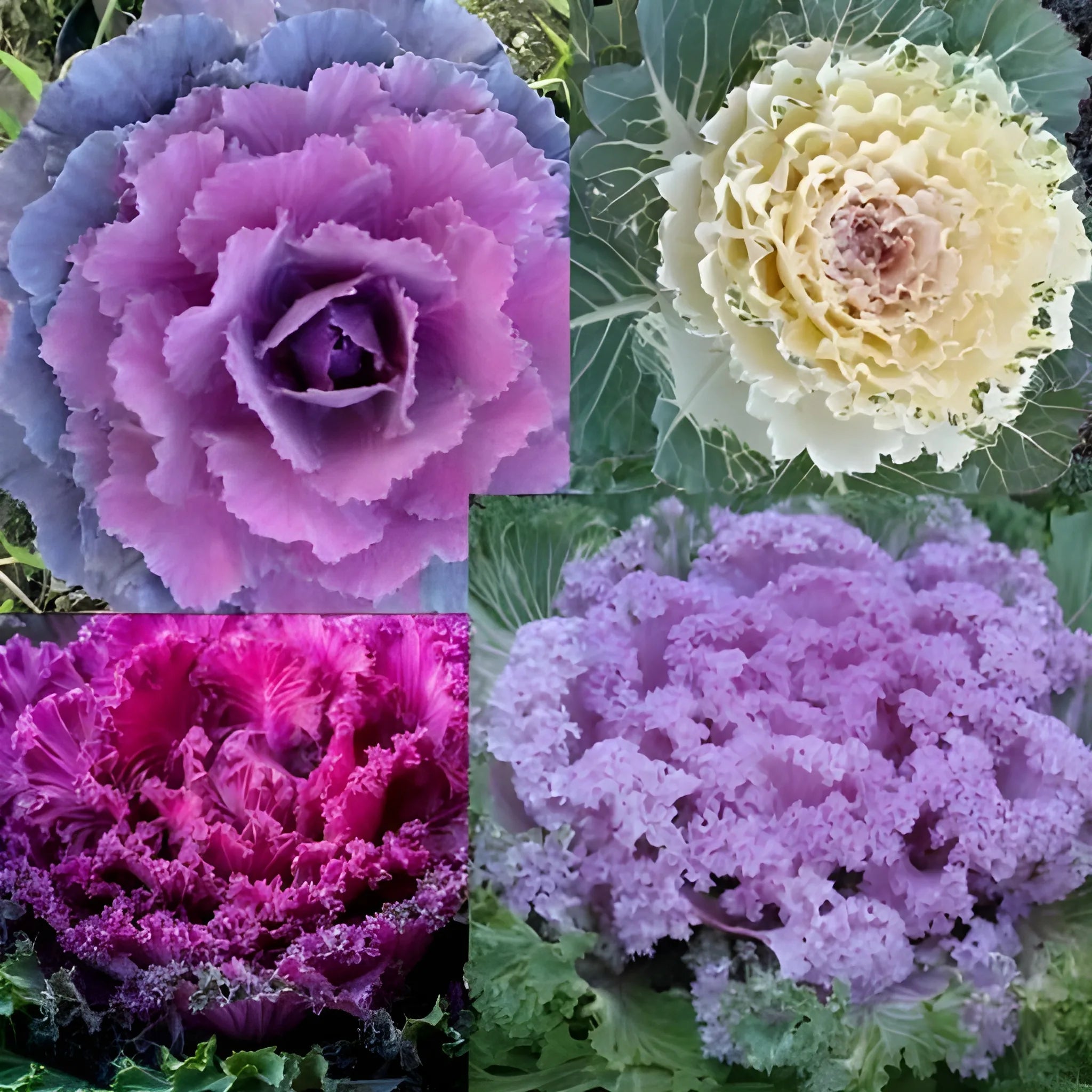 Autumn Mix Kale Seeds