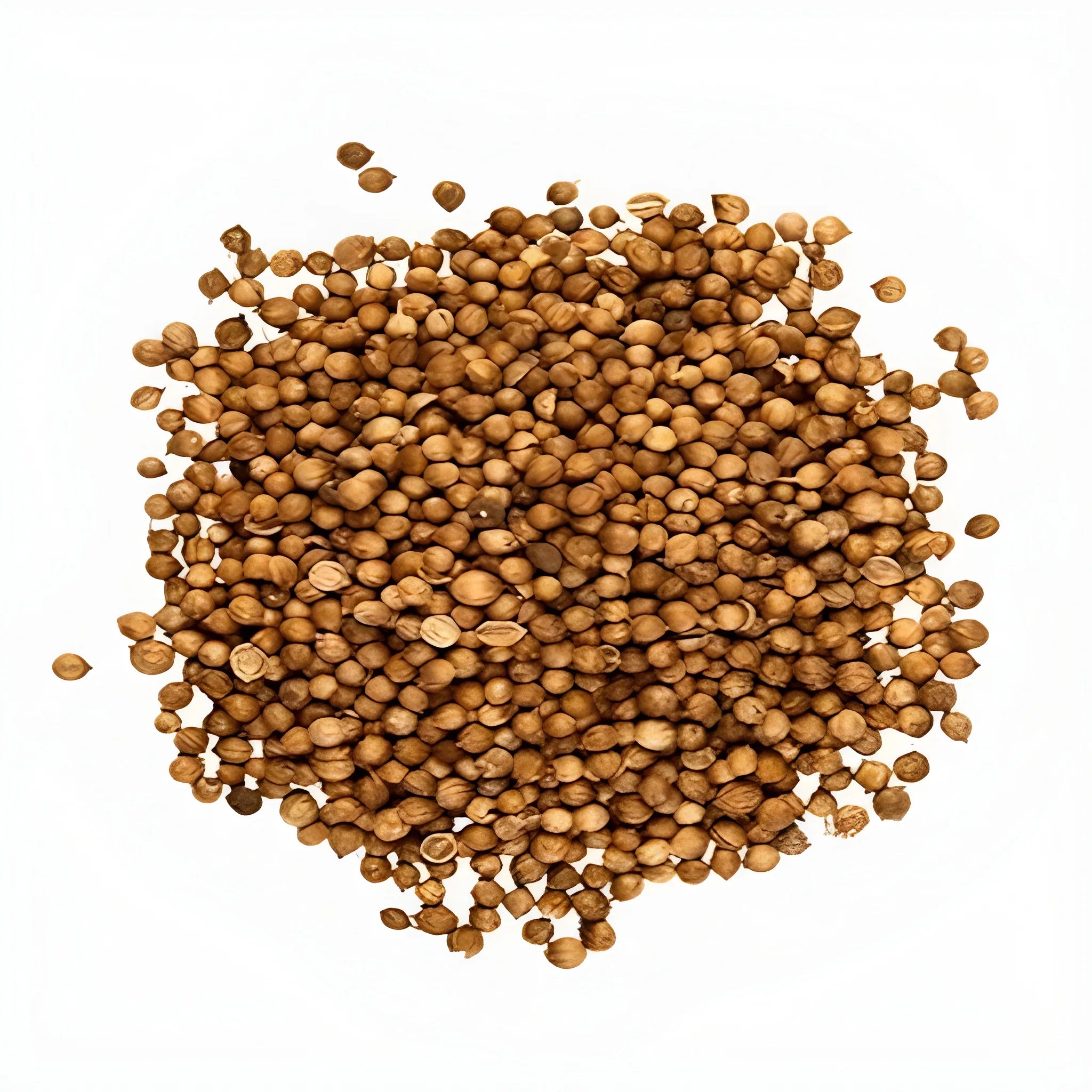 Organic Coriander Seed Pack